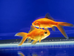 two-goldfish-swimming-in-bowl-dark-blue-background
